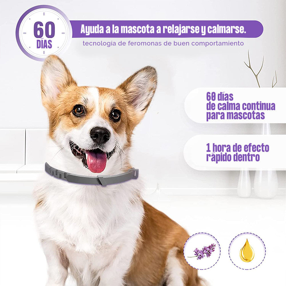 🐾🐶 Collar Relajante Para  Perros y gatos Feromonas 🐾🐶